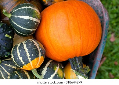 Стоковая фотография: wheelbarrow of pumpkins