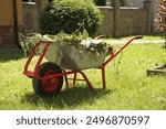 Wheelbarrow with wilted leaves on green grass outdoors