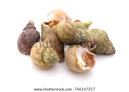 whelk