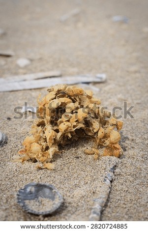 Whelk egg case found on the beach in the Netherlands