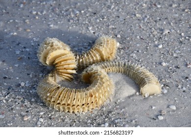 Whelk Egg Case On The Sand