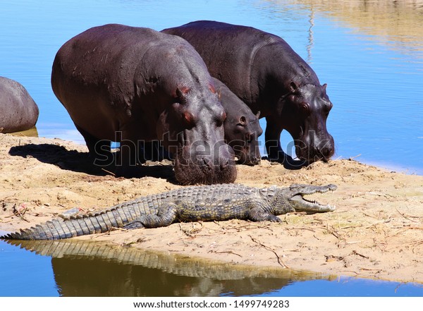 干ばつでアフリカの川が枯れると カバやワニなどの動物が近くに押し込まれます メスのカバは 幼い者を非常に保護し 命を落とすでしょう の写真素材 今すぐ編集