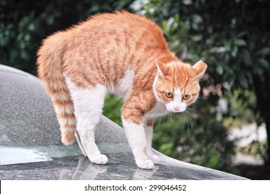 Cat With Arched Back Images Stock Photos Vectors Shutterstock