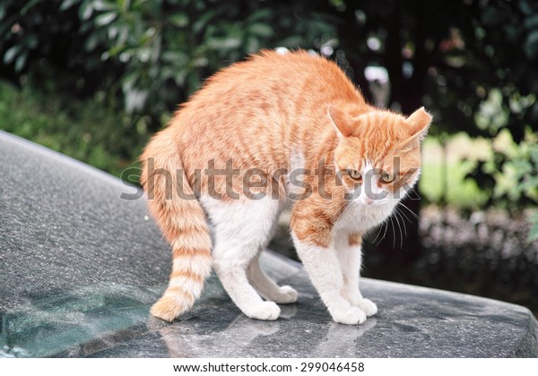 When cat meets dog,\
frightened cat standing on a car staring at a dog not in camera,\
ready to escape.