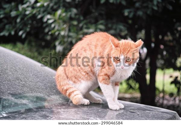 When cat meets dog,\
frightened cat sitting on a car staring at a dog not in camera,\
ready to escape.