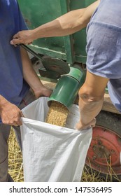 When The Combine's Grain Bin Full, With The Help Of Some Of The Men, Unloaded It Into Sacks For Storage.  Photo Taken Near Smederevo, Serbia 