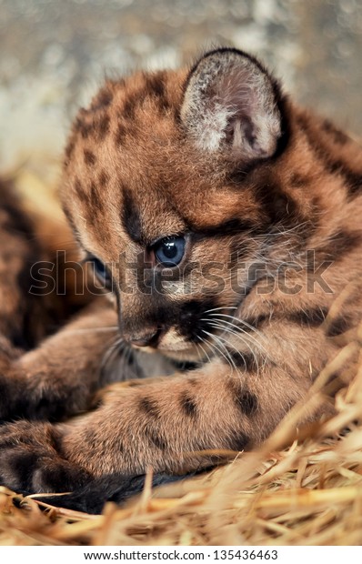 When Cougars Born They Have Spots Stock Photo (Edit Now) 135436463