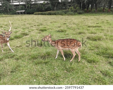 When a doe meet deet