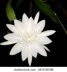 Night Queen Flower High Res Stock Images Shutterstock