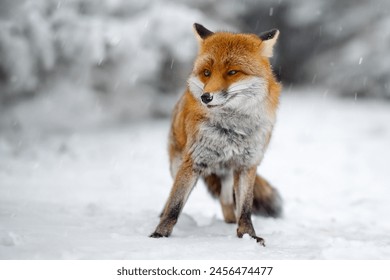 When a fox poses for a photographer in the forest. - Powered by Shutterstock