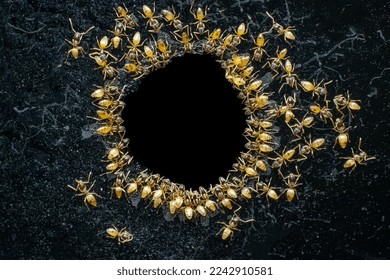 When a group of Humble ants or ghost ants , Tapinoma melanocephalum gathered for a meal. - Shutterstock ID 2242910581