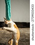 When kittens play with feather dusters or fluttering threads, their brains immediately signal them to pounce.