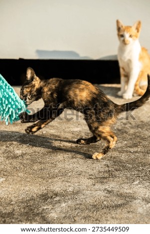 When kittens play with feather dusters or fluttering threads, their brains immediately signal them to pounce.