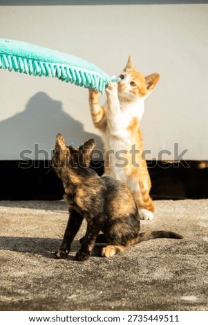 When kittens play with feather dusters or fluttering threads, their brains immediately signal them to pounce.