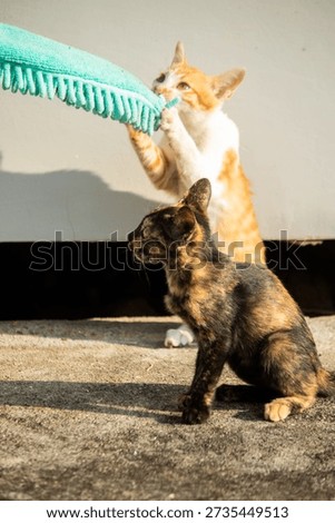 When kittens play with feather dusters or fluttering threads, their brains immediately signal them to pounce.