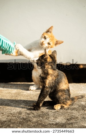 When kittens play with feather dusters or fluttering threads, their brains immediately signal them to pounce.