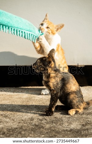 When kittens play with feather dusters or fluttering threads, their brains immediately signal them to pounce.
