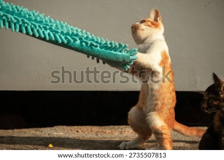 When kittens play with feather dusters or fluttering threads, their brains immediately signal them to pounce.