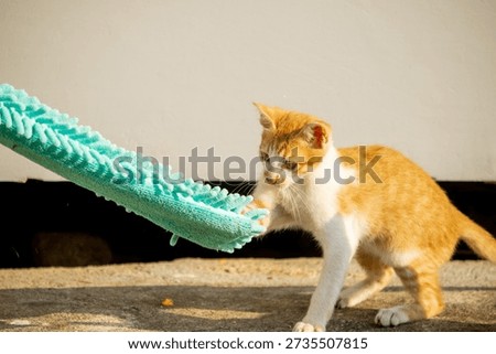 When kittens play with feather dusters or fluttering threads, their brains immediately signal them to pounce.