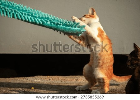 When kittens play with feather dusters or fluttering threads, their brains immediately signal them to pounce.