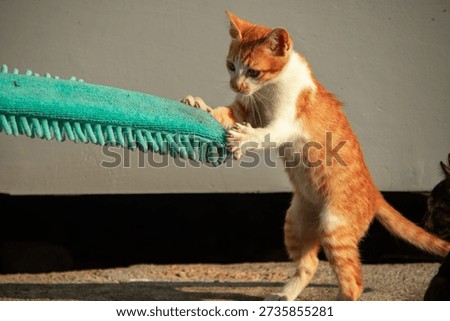 When kittens play with feather dusters or fluttering threads, their brains immediately signal them to pounce.