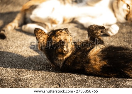 When kittens play with feather dusters or fluttering threads, their brains immediately signal them to pounce.