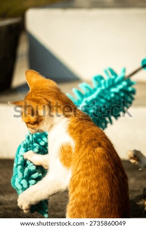 When kittens play with feather dusters or fluttering threads, their brains immediately signal them to pounce.