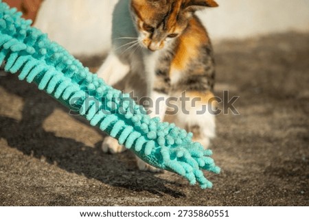 When kittens play with feather dusters or fluttering threads, their brains immediately signal them to pounce.