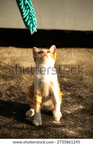 When kittens play with feather dusters or fluttering threads, their brains immediately signal them to pounce.