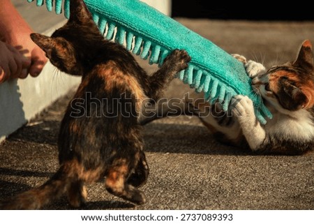 When kittens play with feather dusters or fluttering threads, their brains immediately signal them to pounce.