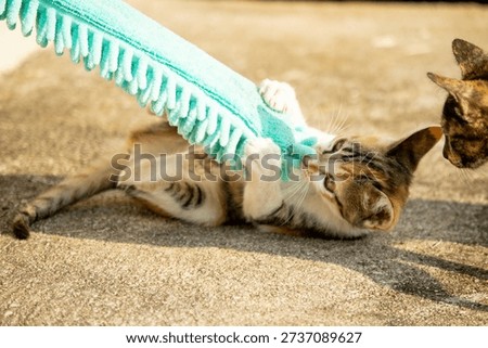 When kittens play with feather dusters or fluttering threads, their brains immediately signal them to pounce.