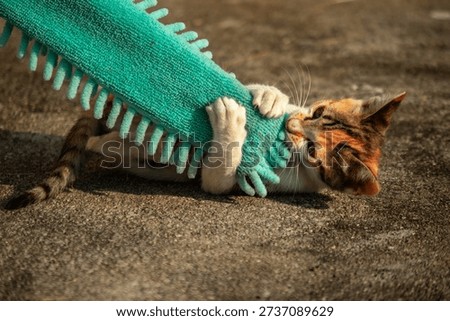 When kittens play with feather dusters or fluttering threads, their brains immediately signal them to pounce.