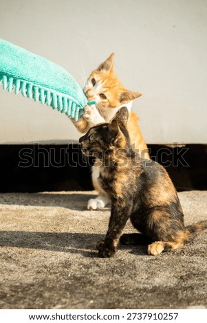 When kittens play with feather dusters or fluttering threads, their brains immediately signal them to pounce.