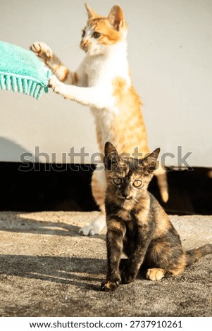 When kittens play with feather dusters or fluttering threads, their brains immediately signal them to pounce.