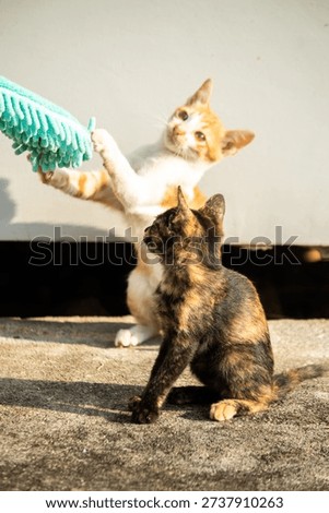 When kittens play with feather dusters or fluttering threads, their brains immediately signal them to pounce.