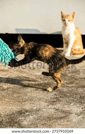When kittens play with feather dusters or fluttering threads, their brains immediately signal them to pounce.