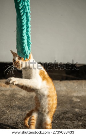 When kittens play with feather dusters or fluttering threads, their brains immediately signal them to pounce.