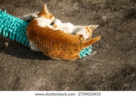 When kittens play with feather dusters or fluttering threads, their brains immediately signal them to pounce.