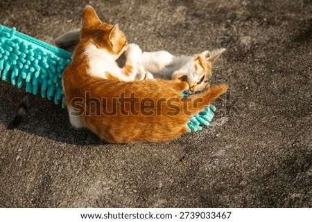 When kittens play with feather dusters or fluttering threads, their brains immediately signal them to pounce.