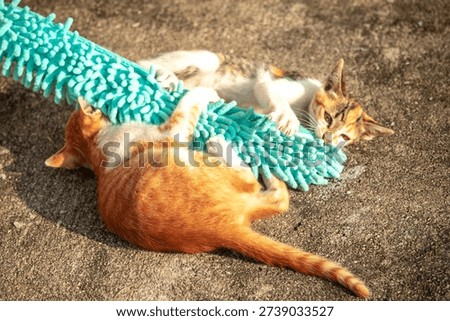 When kittens play with feather dusters or fluttering threads, their brains immediately signal them to pounce.