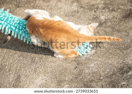 When kittens play with feather dusters or fluttering threads, their brains immediately signal them to pounce.