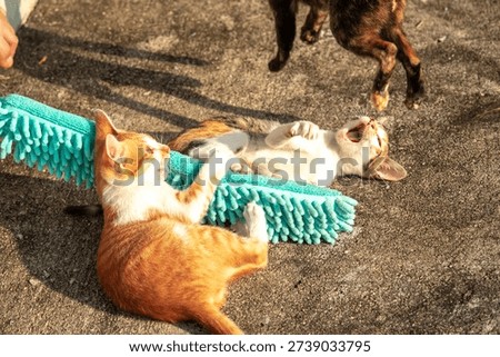 When kittens play with feather dusters or fluttering threads, their brains immediately signal them to pounce.