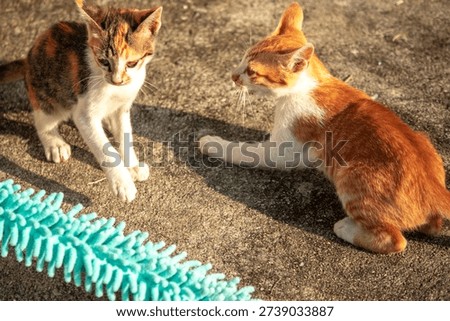 When kittens play with feather dusters or fluttering threads, their brains immediately signal them to pounce.