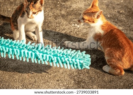 When kittens play with feather dusters or fluttering threads, their brains immediately signal them to pounce.