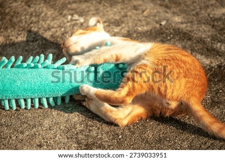 When kittens play with feather dusters or fluttering threads, their brains immediately signal them to pounce.