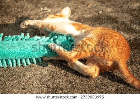 When kittens play with feather dusters or fluttering threads, their brains immediately signal them to pounce.