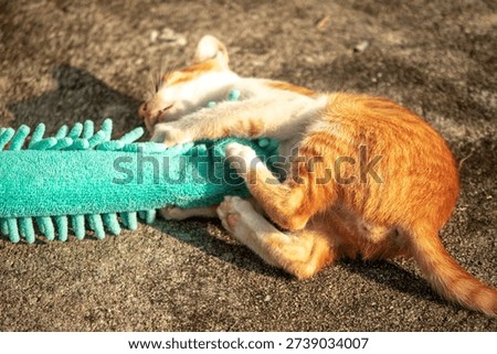 When kittens play with feather dusters or fluttering threads, their brains immediately signal them to pounce.