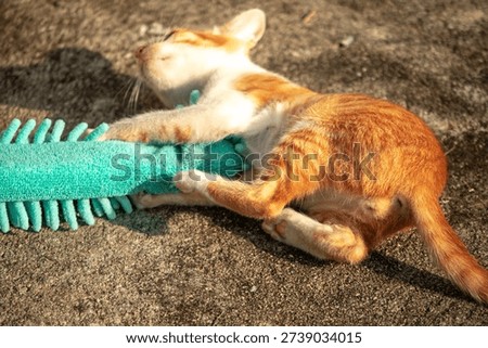 When kittens play with feather dusters or fluttering threads, their brains immediately signal them to pounce.