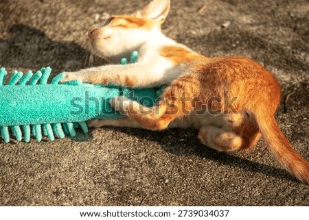 When kittens play with feather dusters or fluttering threads, their brains immediately signal them to pounce.