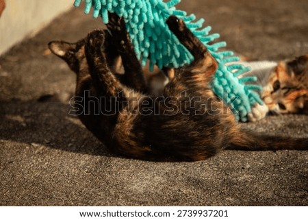 When kittens play with feather dusters or fluttering threads, their brains immediately signal them to pounce.